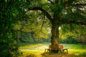 Image by Albrecht Fietz from Pixabay
